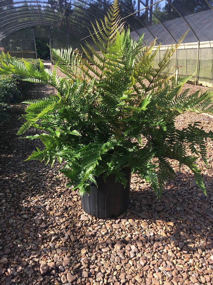 dryopteris-erythrosora-autumn-fern-japanese-wood-fern
