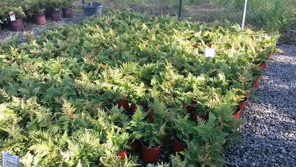 dryopteris-erythrosora-autumn-fern-japanese-wood-fern