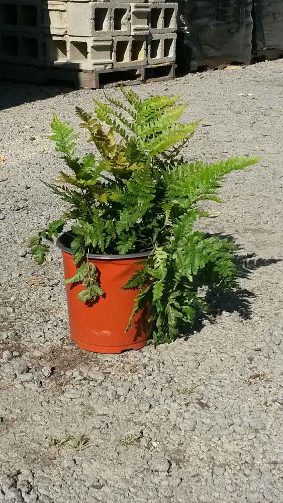dryopteris-erythrosora-autumn-fern-japanese-wood-fern