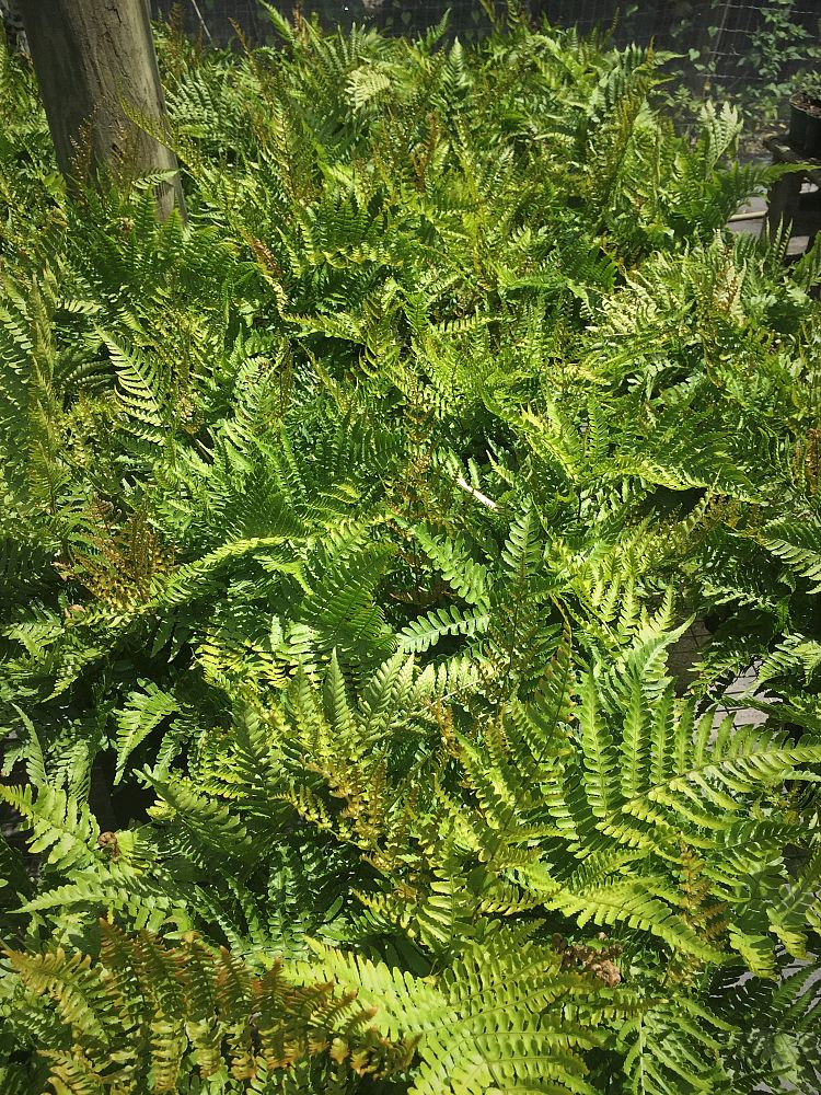 dryopteris-erythrosora-autumn-fern-japanese-wood-fern
