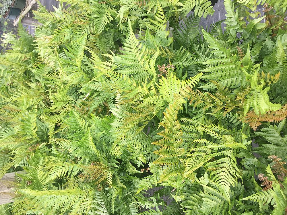 dryopteris-erythrosora-autumn-fern-japanese-wood-fern