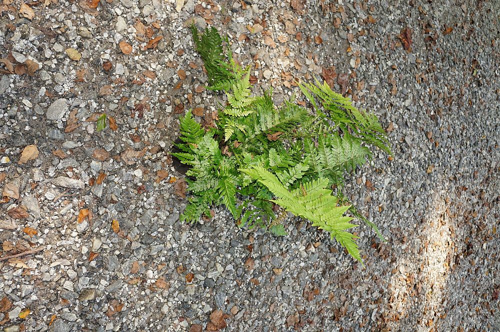 dryopteris-erythrosora-autumn-fern-japanese-wood-fern
