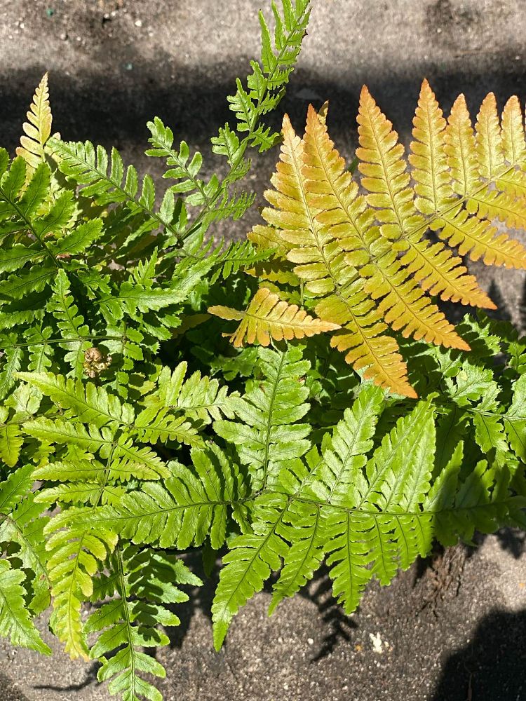 dryopteris-erythrosora-autumn-fern-japanese-wood-fern