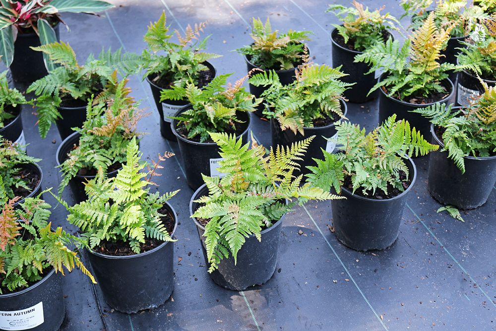 dryopteris-erythrosora-autumn-fern-japanese-wood-fern