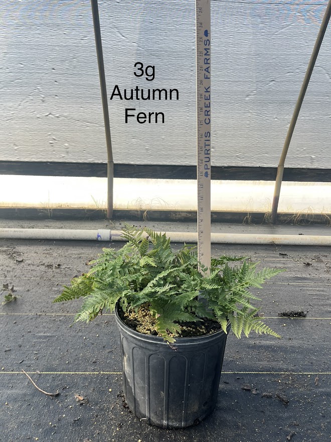 dryopteris-erythrosora-autumn-fern-japanese-wood-fern