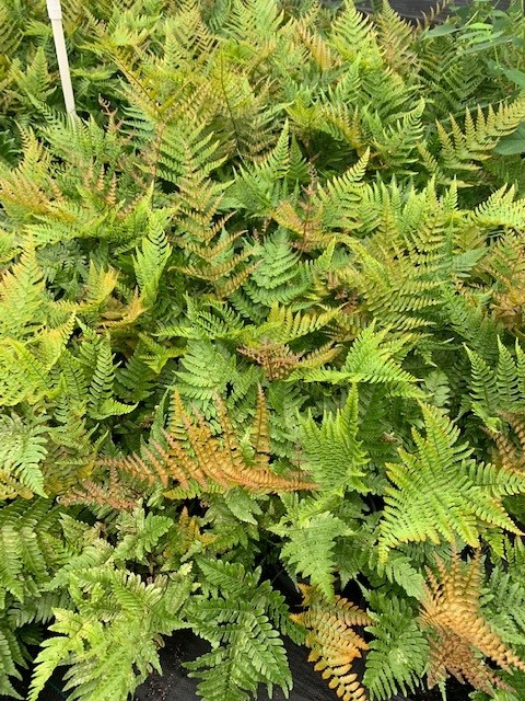 dryopteris-erythrosora-autumn-fern-japanese-wood-fern