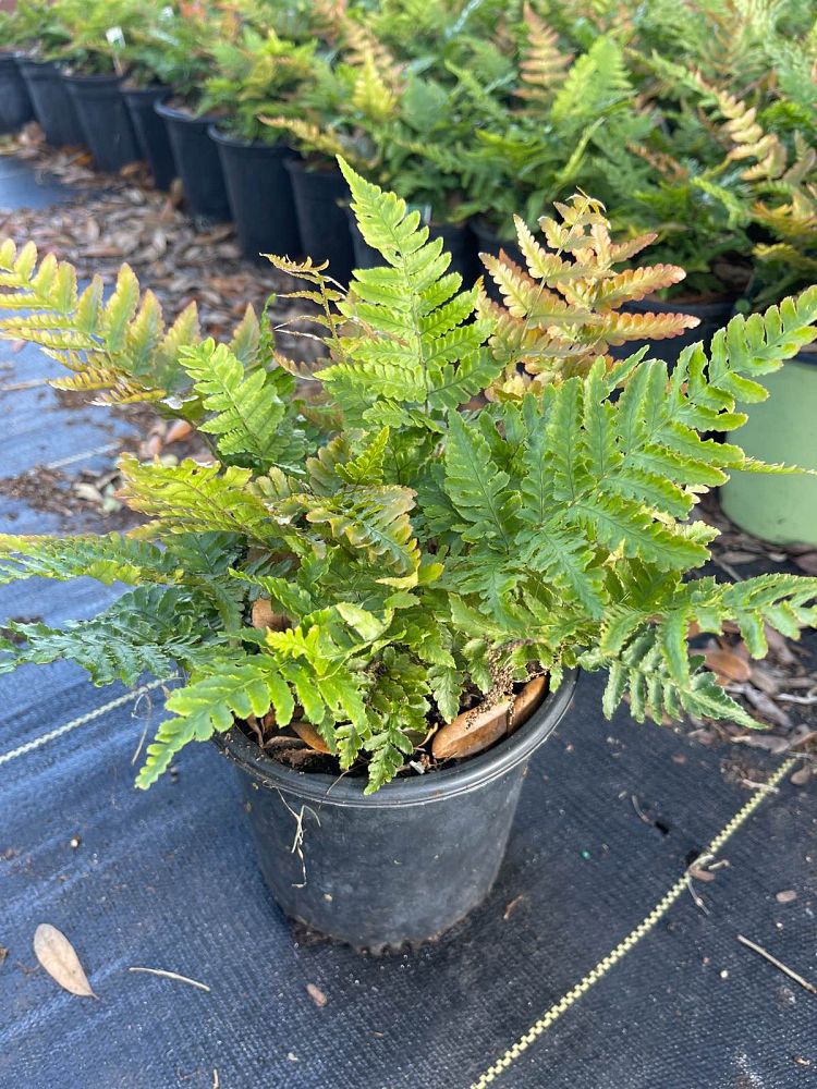 dryopteris-erythrosora-autumn-fern-japanese-wood-fern