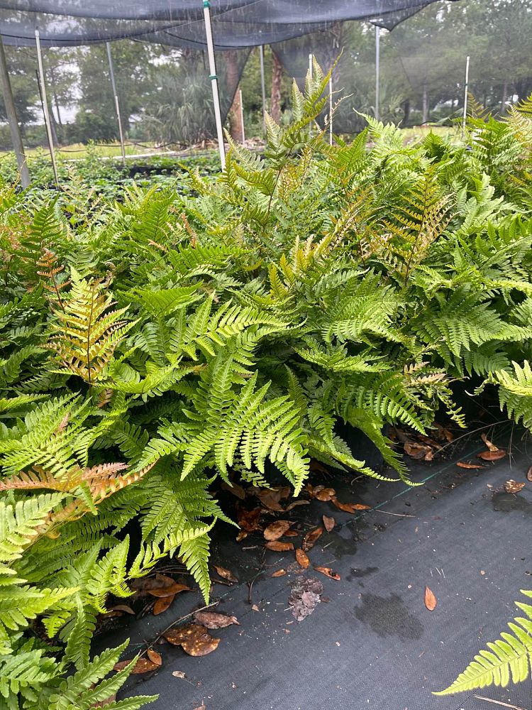 dryopteris-erythrosora-autumn-fern-japanese-wood-fern