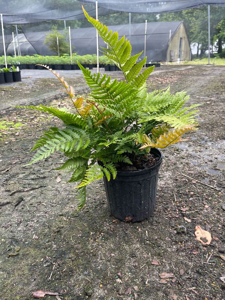 dryopteris-erythrosora-autumn-fern-japanese-wood-fern