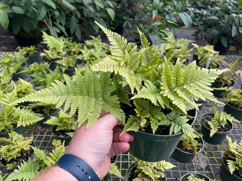 dryopteris-erythrosora-autumn-fern-japanese-wood-fern
