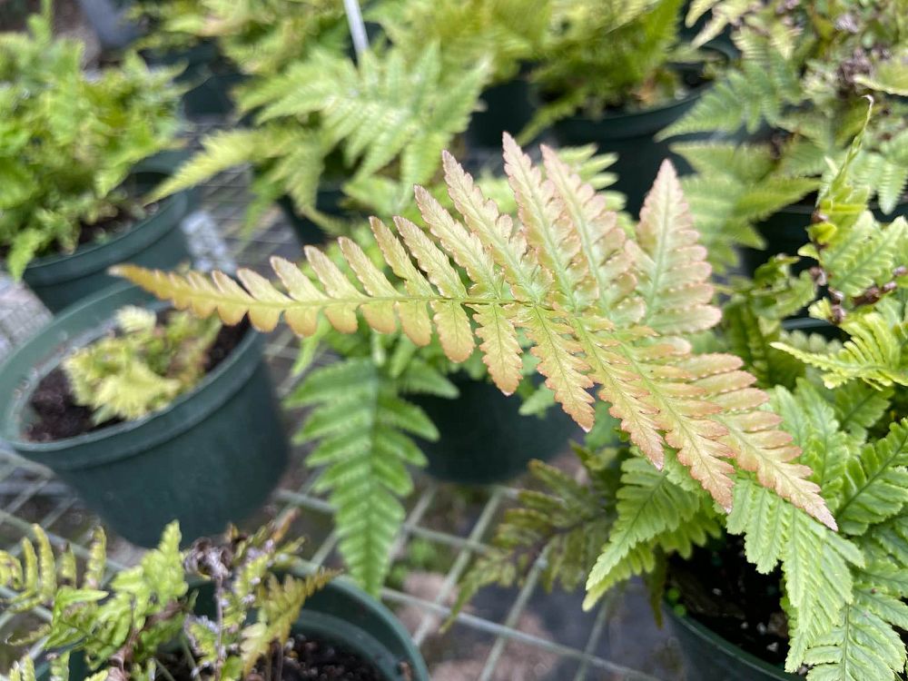 dryopteris-erythrosora-autumn-fern-japanese-wood-fern