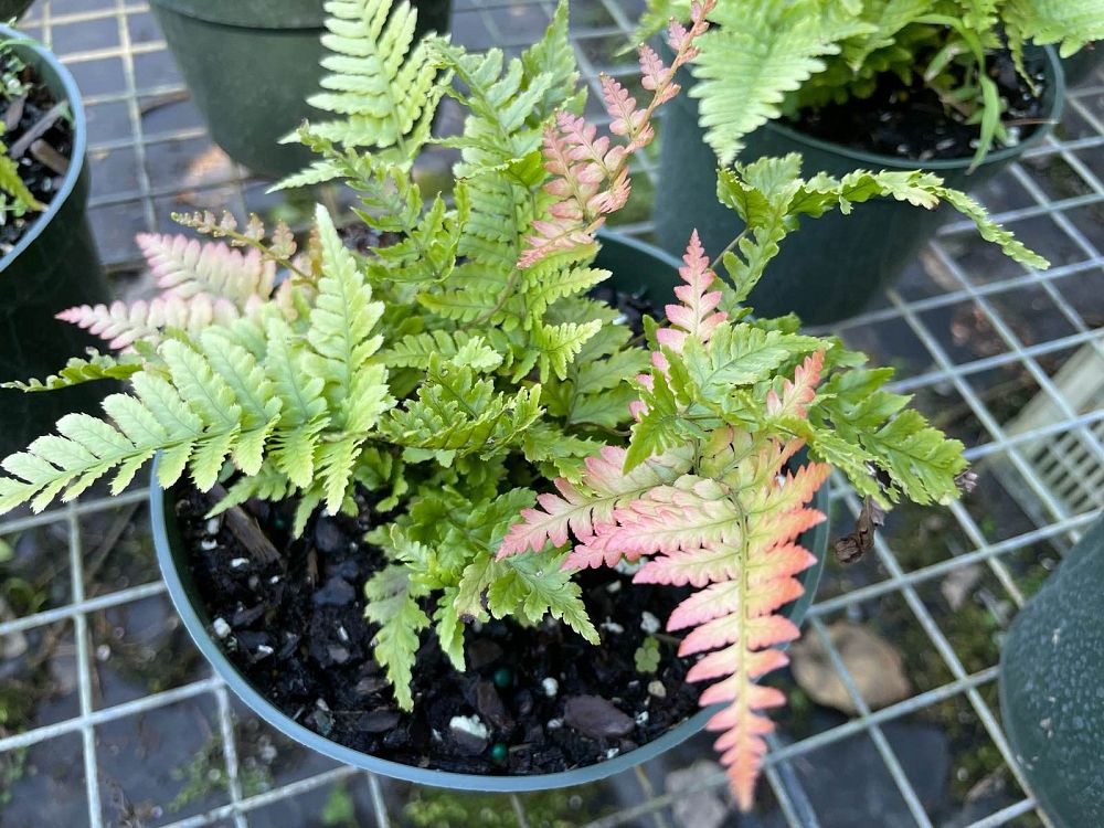 dryopteris-erythrosora-autumn-fern-japanese-wood-fern