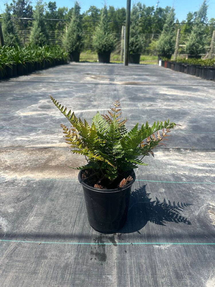 dryopteris-erythrosora-autumn-fern-japanese-wood-fern