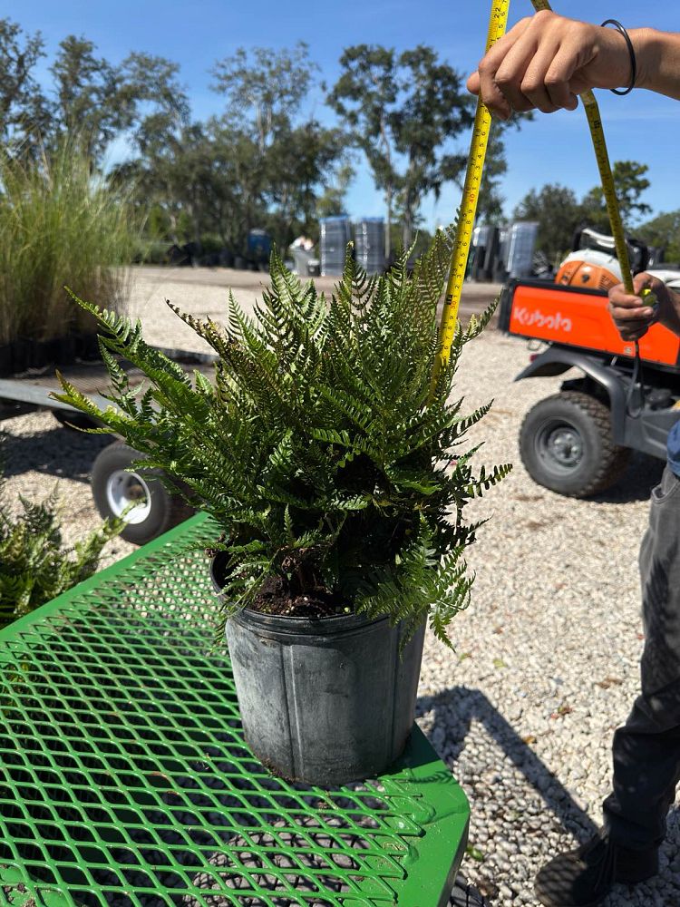 dryopteris-erythrosora-autumn-fern-japanese-wood-fern