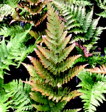 dryopteris-erythrosora-brilliance-autumn-fern
