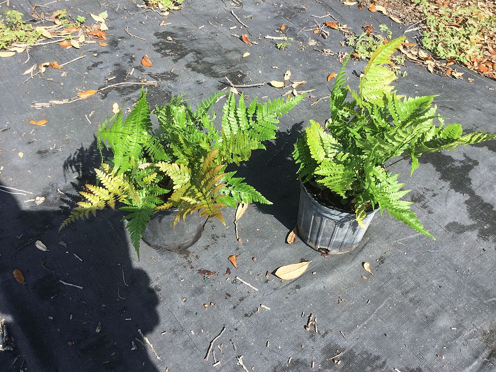 dryopteris-erythrosora-brilliance-autumn-fern