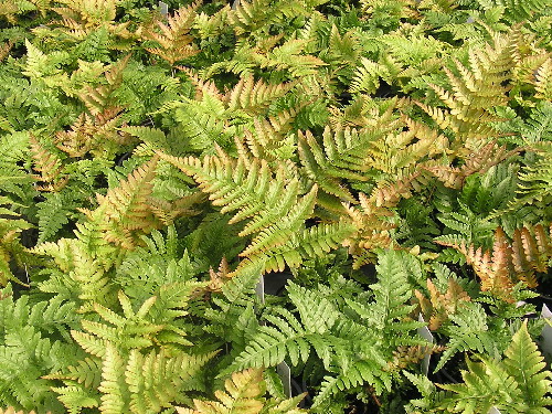 dryopteris-erythrosora-brilliance-autumn-fern