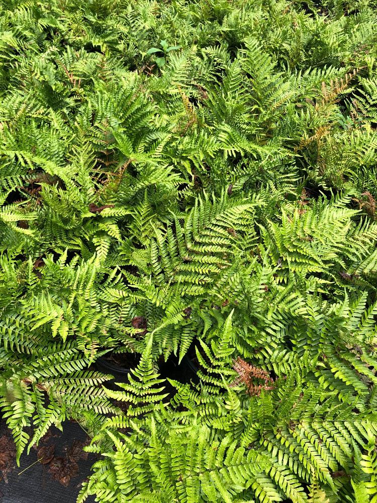 dryopteris-erythrosora-brilliance-autumn-fern