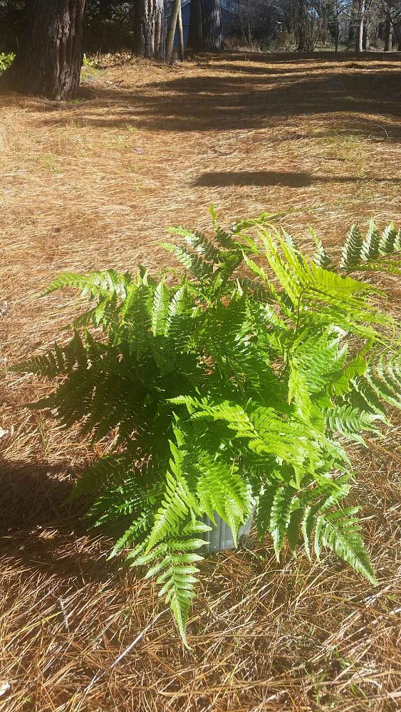 dryopteris-erythrosora-brilliance-autumn-fern