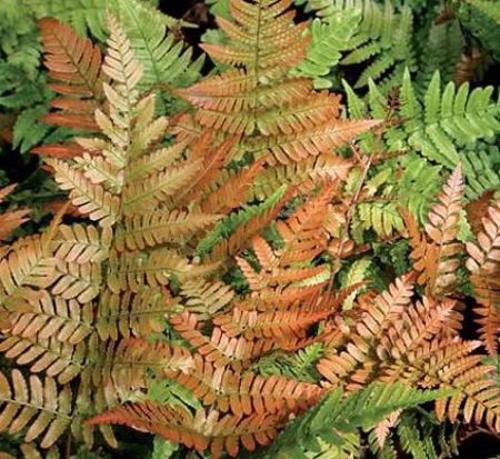 dryopteris-erythrosora-brilliance-autumn-fern