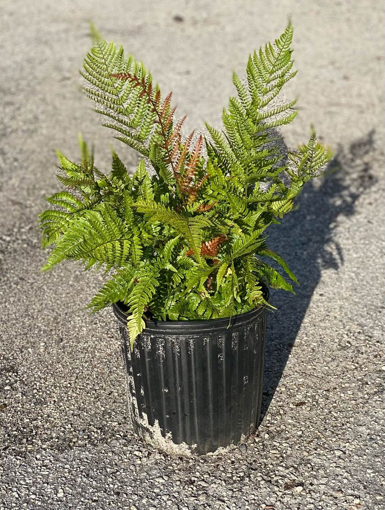 dryopteris-erythrosora-brilliance-autumn-fern