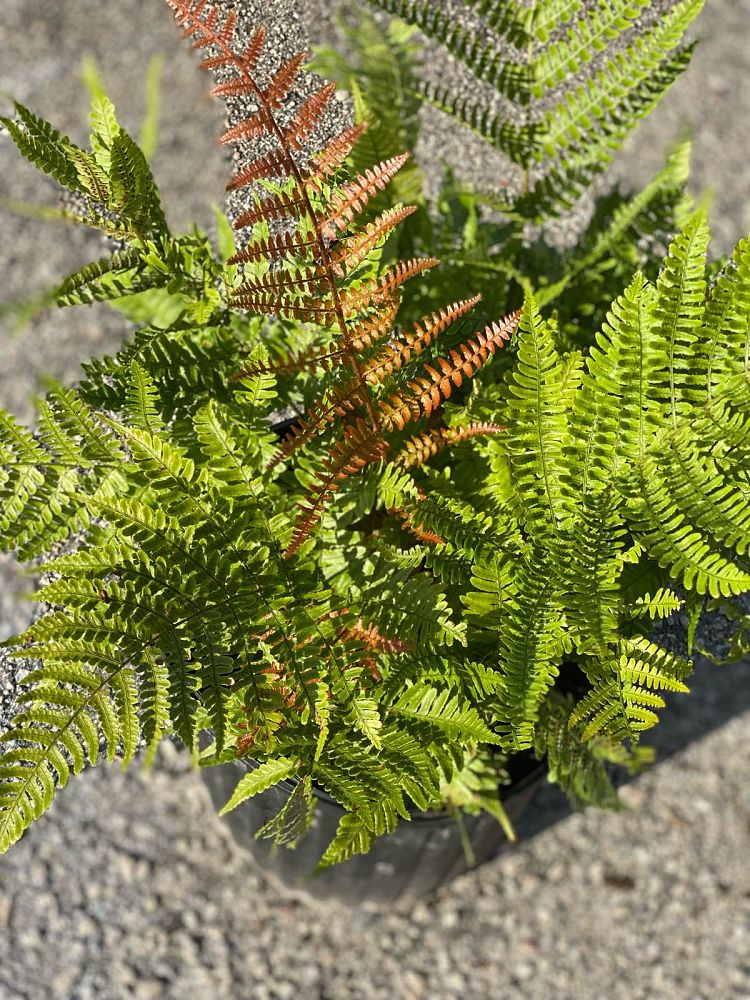 dryopteris-erythrosora-brilliance-autumn-fern