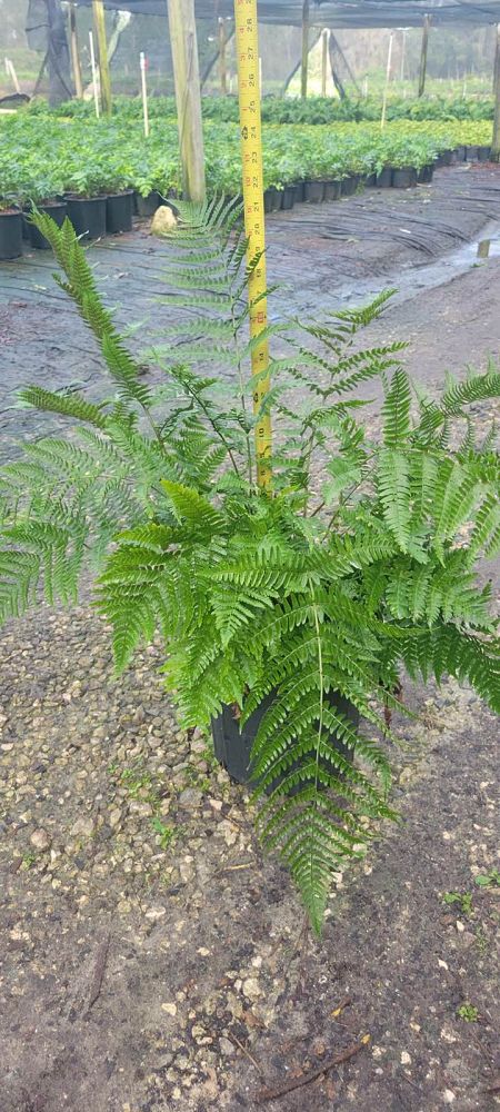 dryopteris-erythrosora-brilliance-autumn-fern