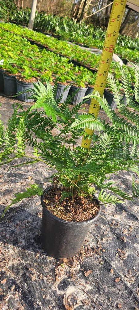 dryopteris-erythrosora-brilliance-autumn-fern