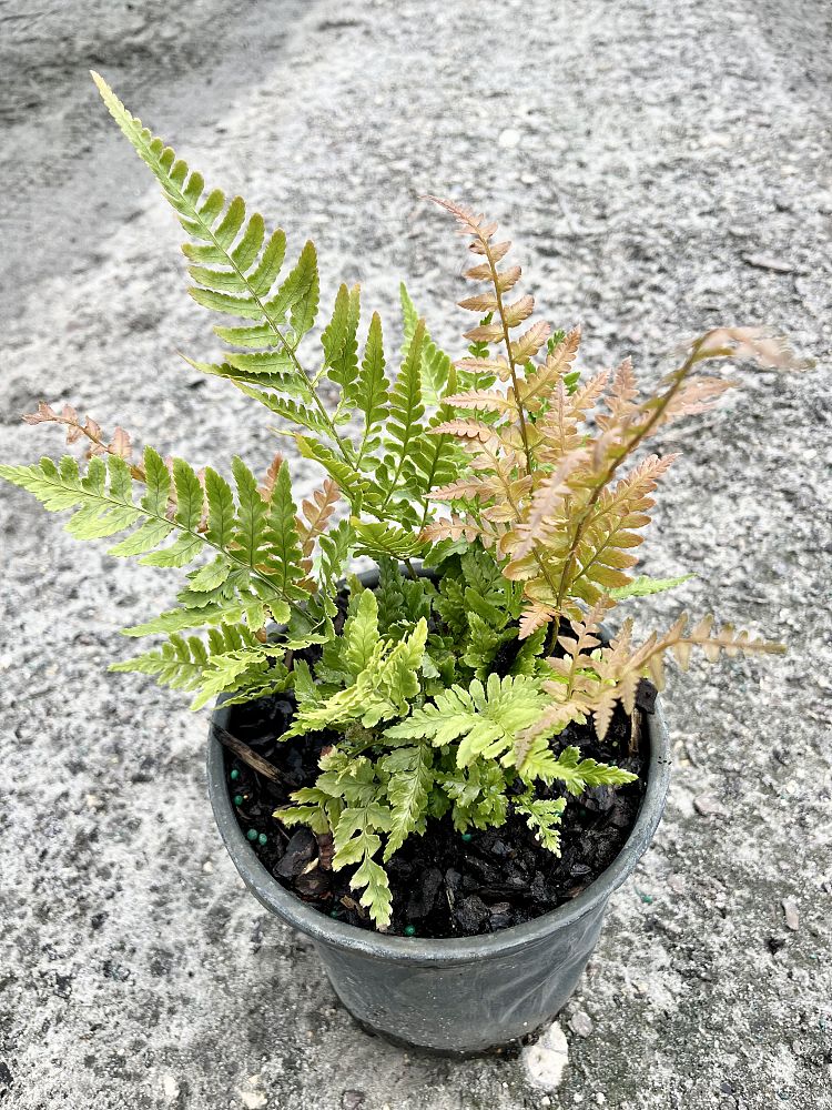 dryopteris-erythrosora-brilliance-autumn-fern