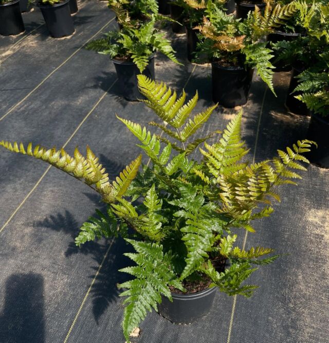 dryopteris-erythrosora-brilliance-autumn-fern