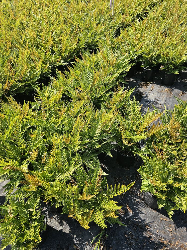 dryopteris-erythrosora-brilliance-autumn-fern