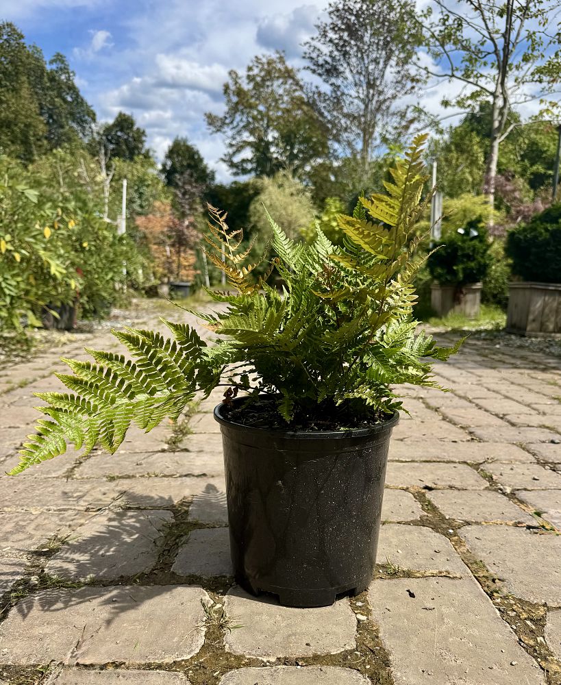 dryopteris-erythrosora-brilliance-autumn-fern