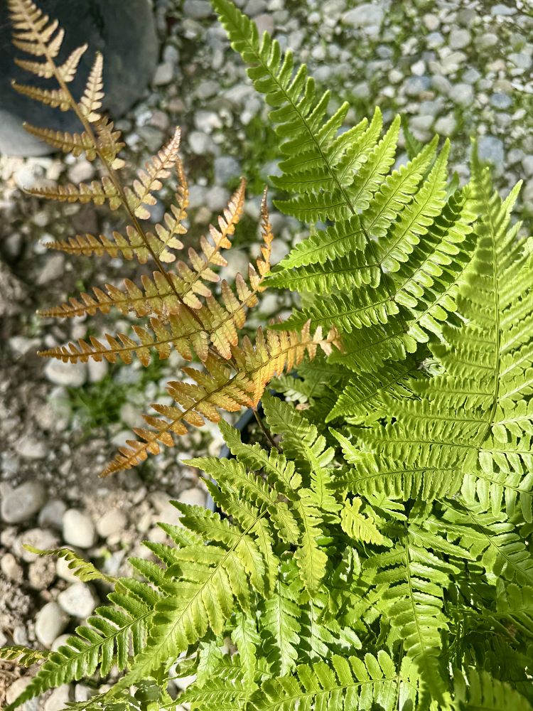 dryopteris-erythrosora-brilliance-autumn-fern