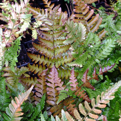 dryopteris-erythrosora-prolifica-prolific-autumn-fern-lacy-autumn-fern