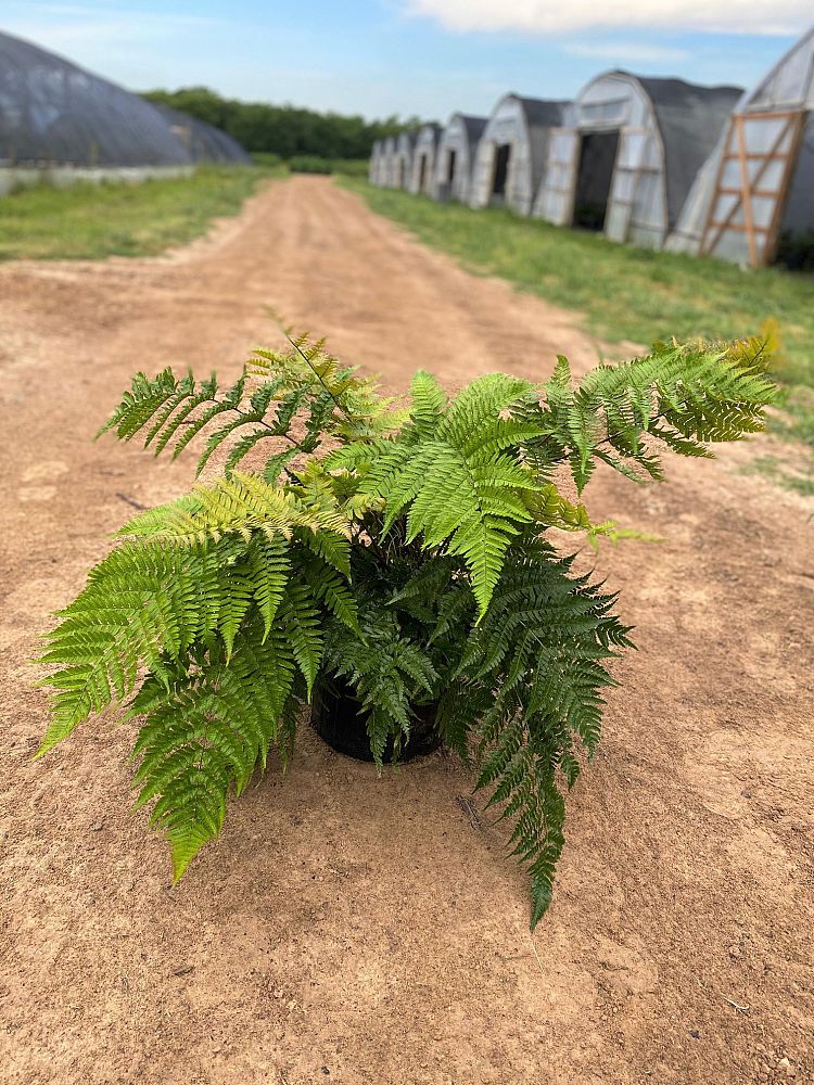 dryopteris-erythrosora-radiance-autumn-fern
