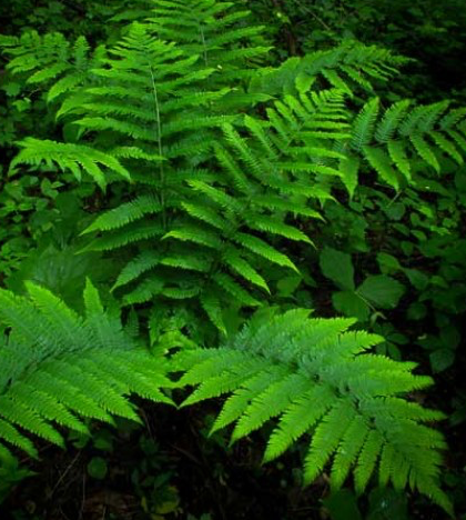 dryopteris-goldieana-goldie-s-giant-wood-fern