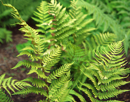 dryopteris-marginalis-eastern-wood-fern-marginal-shield-fern