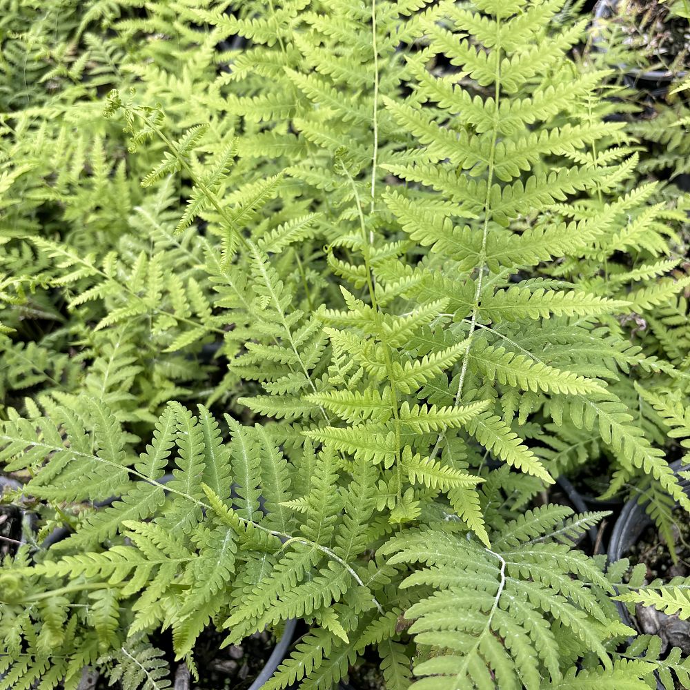 dryopteris-normalis-southern-wood-fern-wood-fern