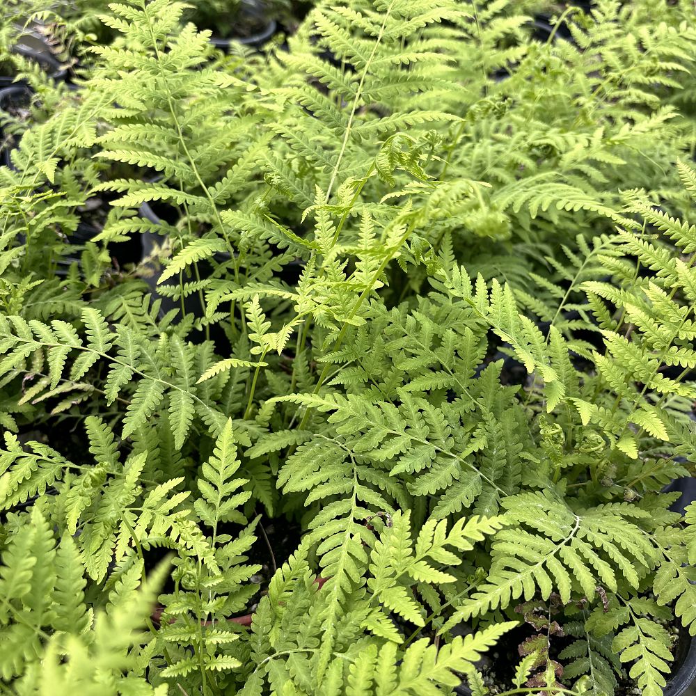 dryopteris-normalis-southern-wood-fern-wood-fern