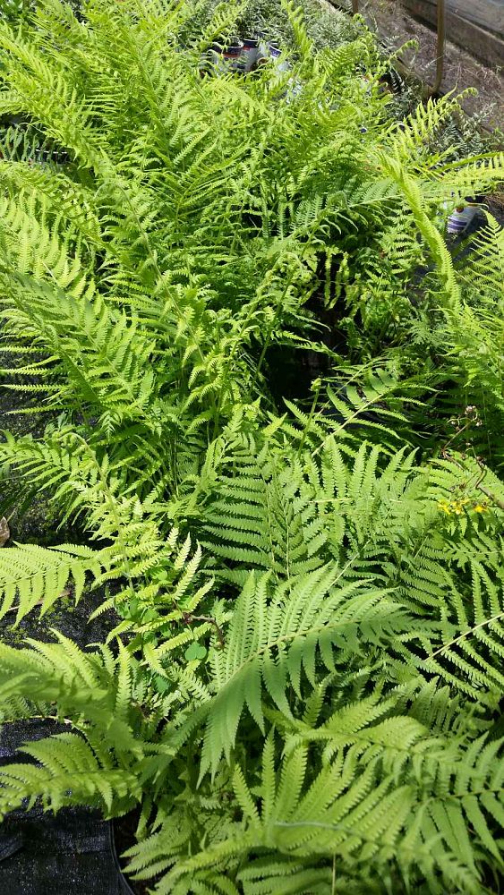 dryopteris-normalis-wood-fern