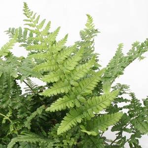 dryopteris-remota-remote-wood-fern