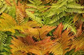 dryopteris-wallichiana-jurassic-gold-wallich-s-wood-fern