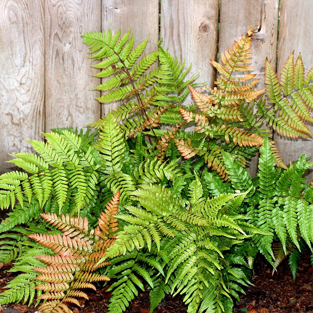 dryopteris-woodfern