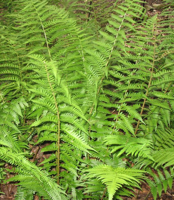 dryopteris-x-australis-dixie-wood-fern