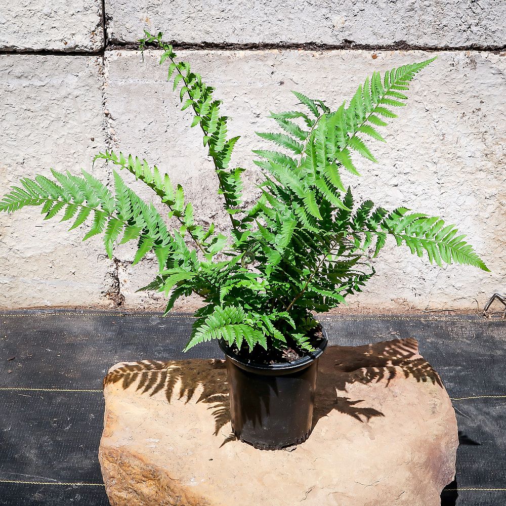 dryopteris-x-australis-dixie-wood-fern