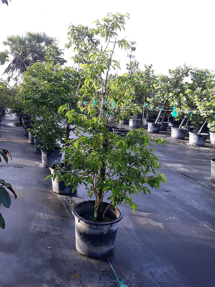 drypetes-lateriflora-guiana-plum