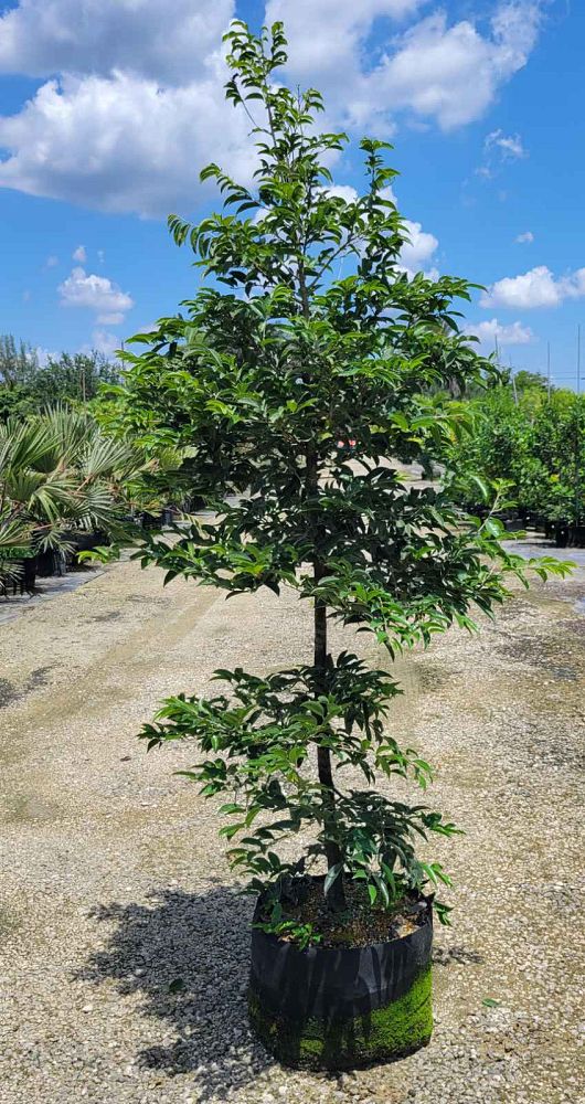 drypetes-lateriflora-guiana-plum