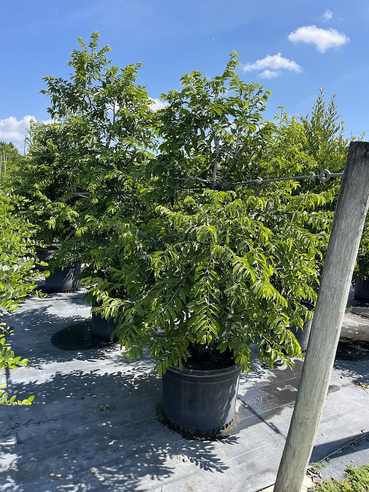 drypetes-lateriflora-guiana-plum