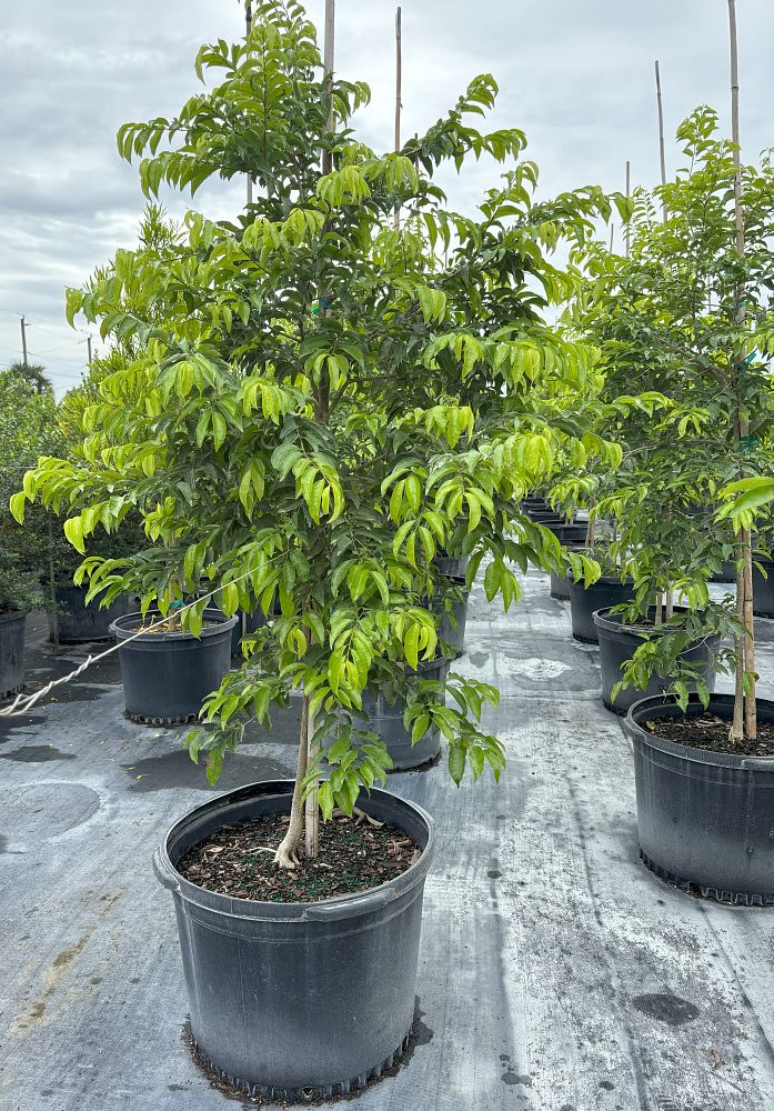 drypetes-lateriflora-guiana-plum