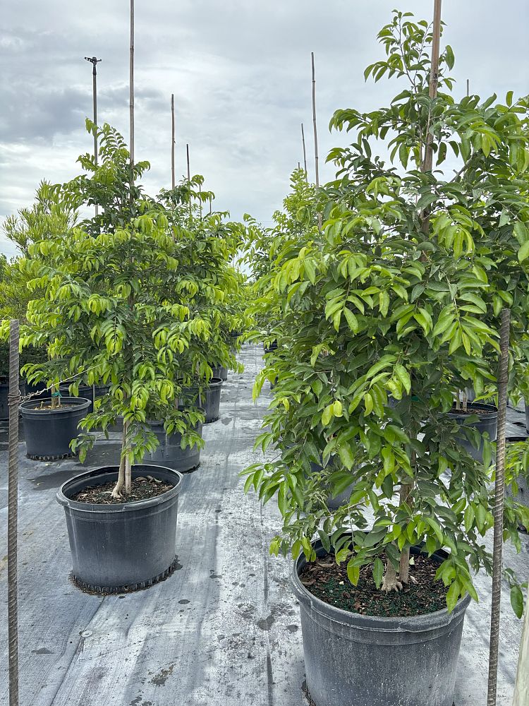 drypetes-lateriflora-guiana-plum